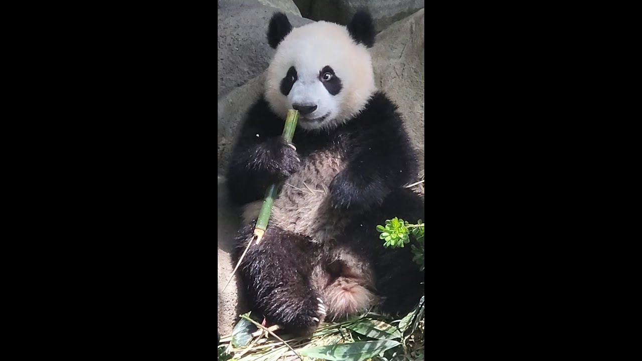 20220825 Giant Panda Le Le 叻叻 practising hard to chew on the bamboo stem @ River Wonders Singapore