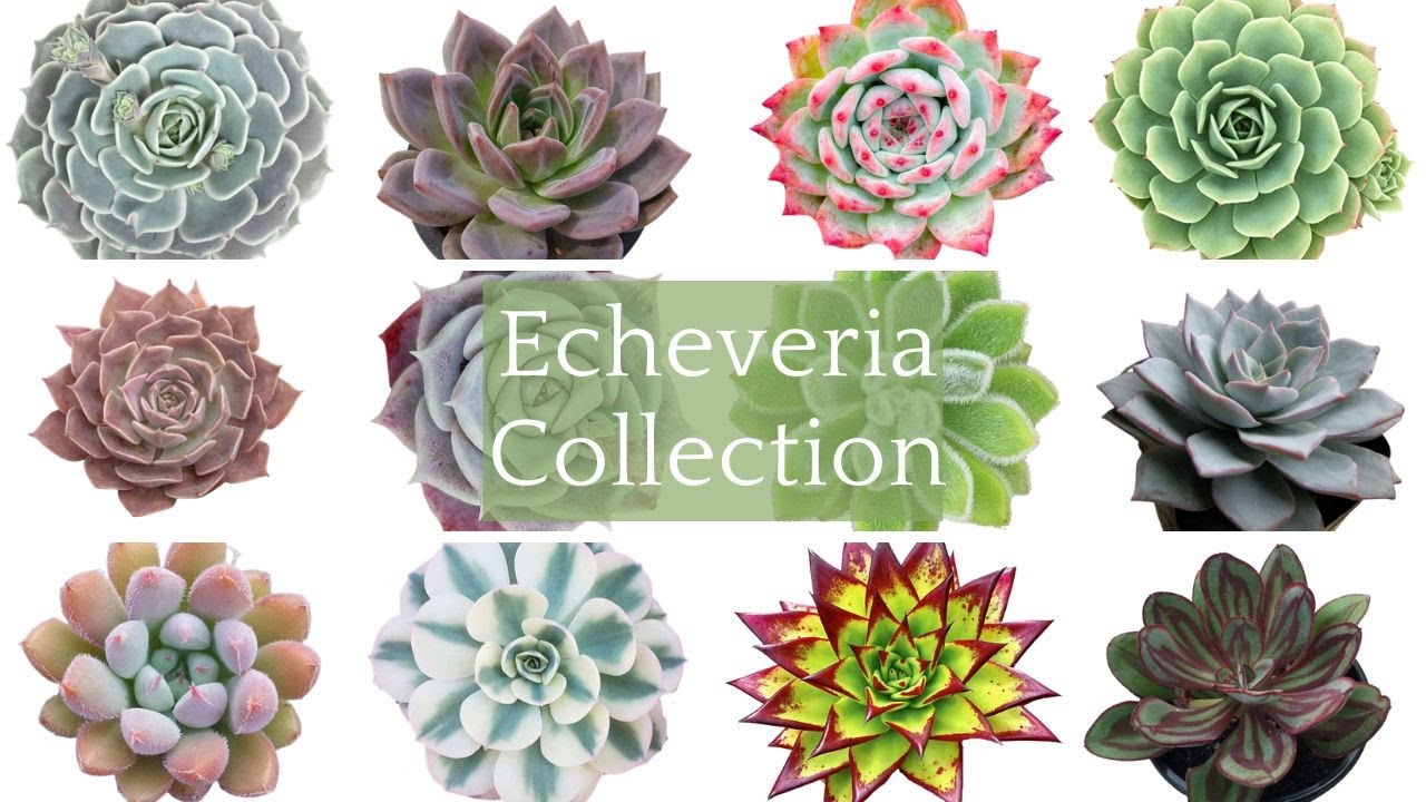 +50 Echeveria Collection | Rare Echeveria Succulent Varieties with Names |Echeveria Succulents Types