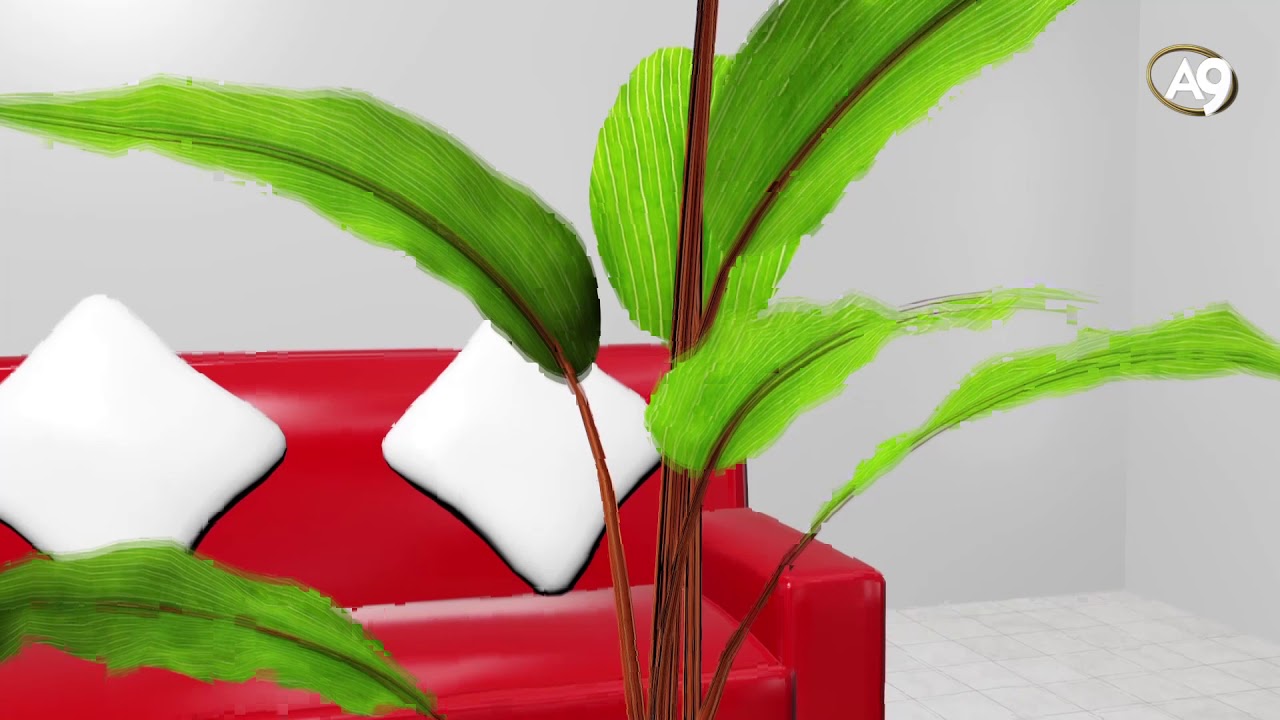Leaves and The Golden Ratio