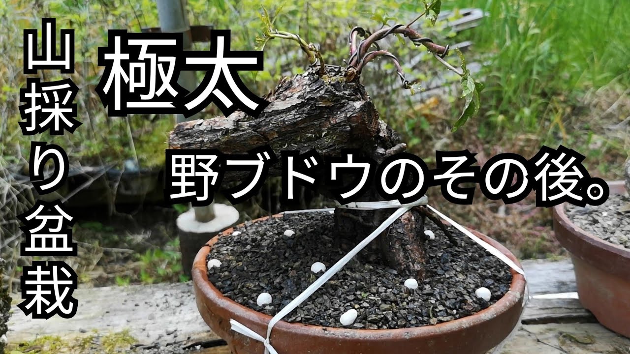 Natural bonsai/盆栽日記　＃75「山採り盆栽の手入れ　芽摘み/整枝｣素材野ブドウ