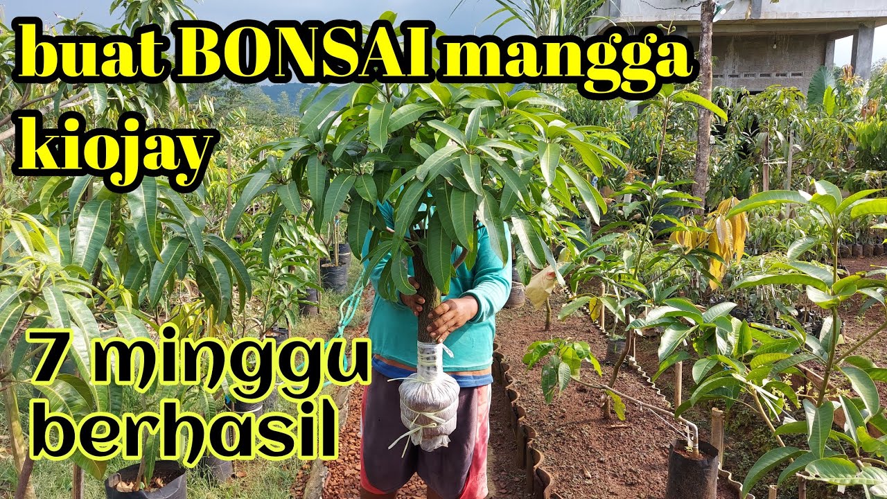CANGKOK SUSU MANGGA JADI BNSAI MANGGA