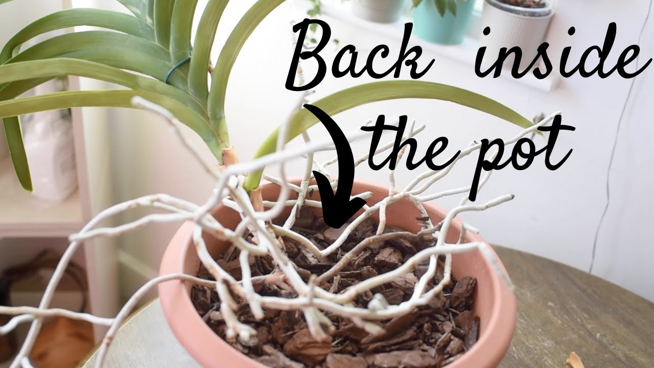 Fixing yellow leaves on my big Vanda | Repotting a massive Vanda full of roots