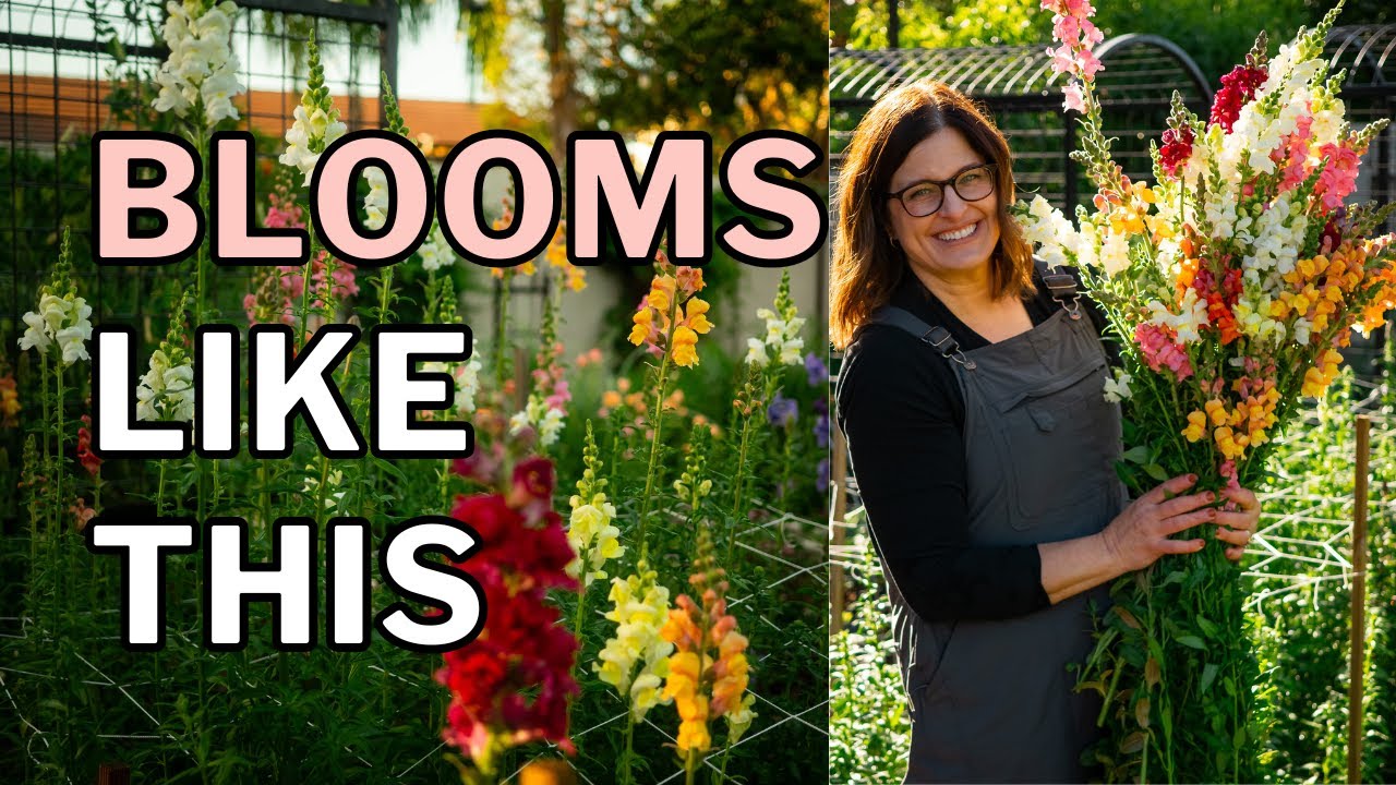 SNAPDRAGONS FOR CUT FLOWERS Growing Guide (Long Stems)