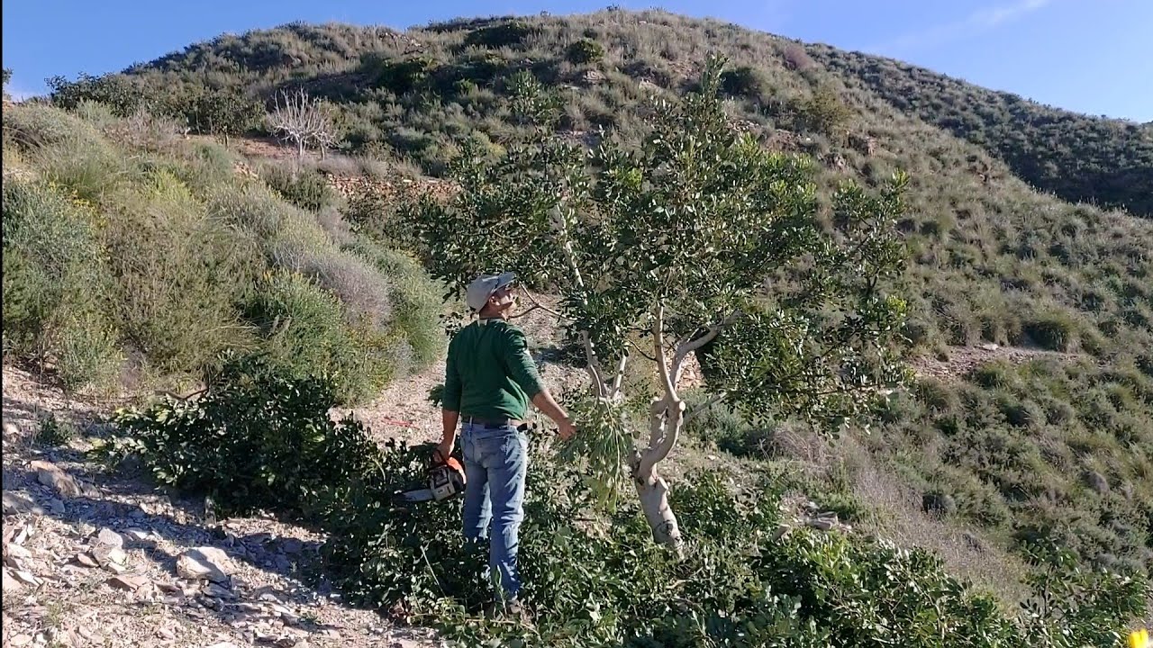 L.M  podando Algarrobos  .Garroferos🇪🇸🌳😊🌾💪