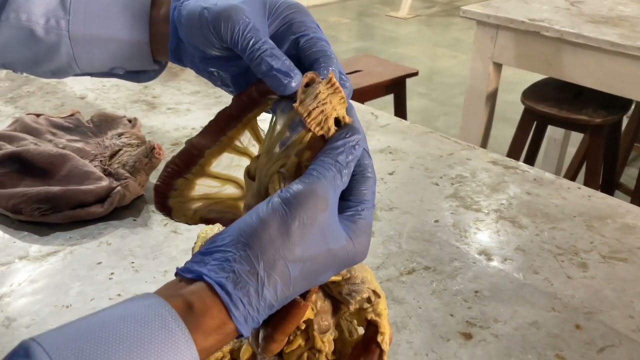 Digestive system of Dog -Brief description and demonstrations