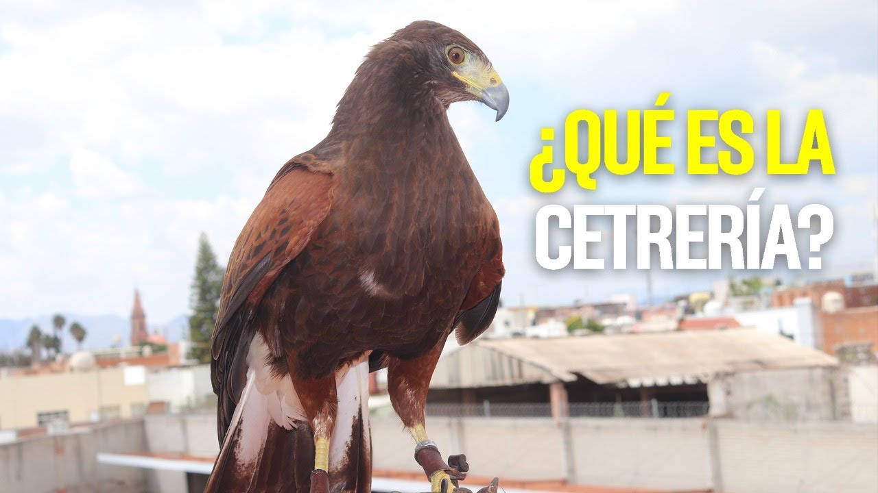 Cetrería, el arte de adiestrar aves rapaces
