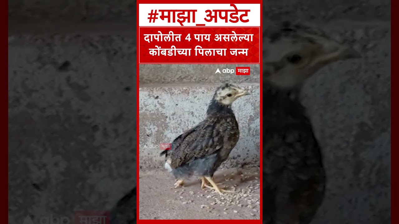 four-legged chicken in Dapoli : निसर्गाची किमया; दापोलीत 4 पायांच्या कोंबडीच्या पिलाची चर्चा