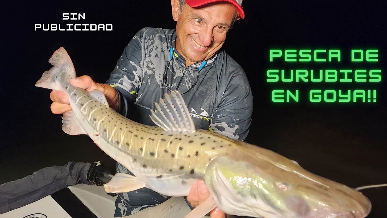 PESCA DE SURUBÍES EN GOYA, en los días previos a la FIESTA NACIONAL DEL SURUBI 2024