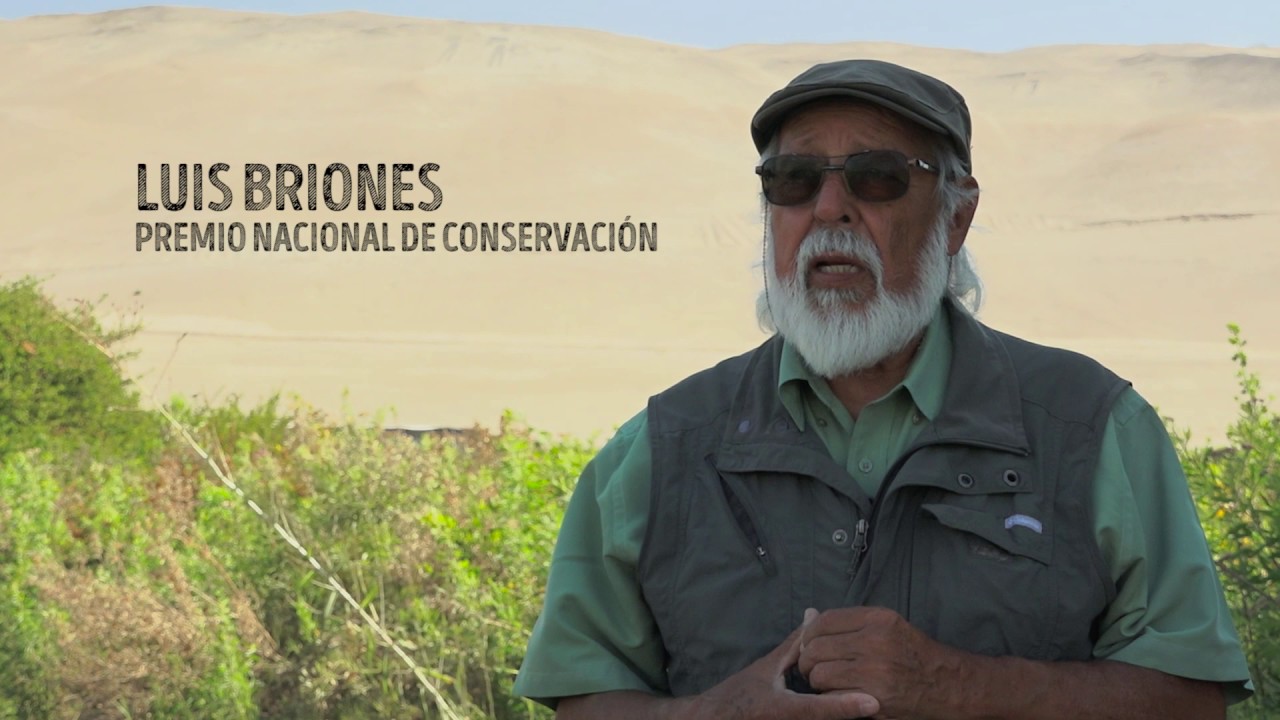 Maíz Lluteño - Patrimonio del Valle de Lluta