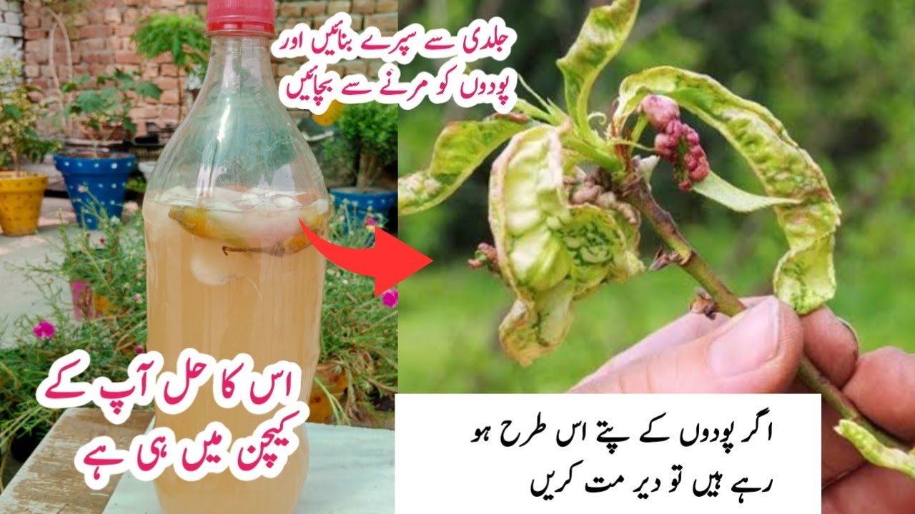 Leaf curl disease solution In one spray || Easy and fast || پودوں کے پتے مڑنے کی بیماری کا حل