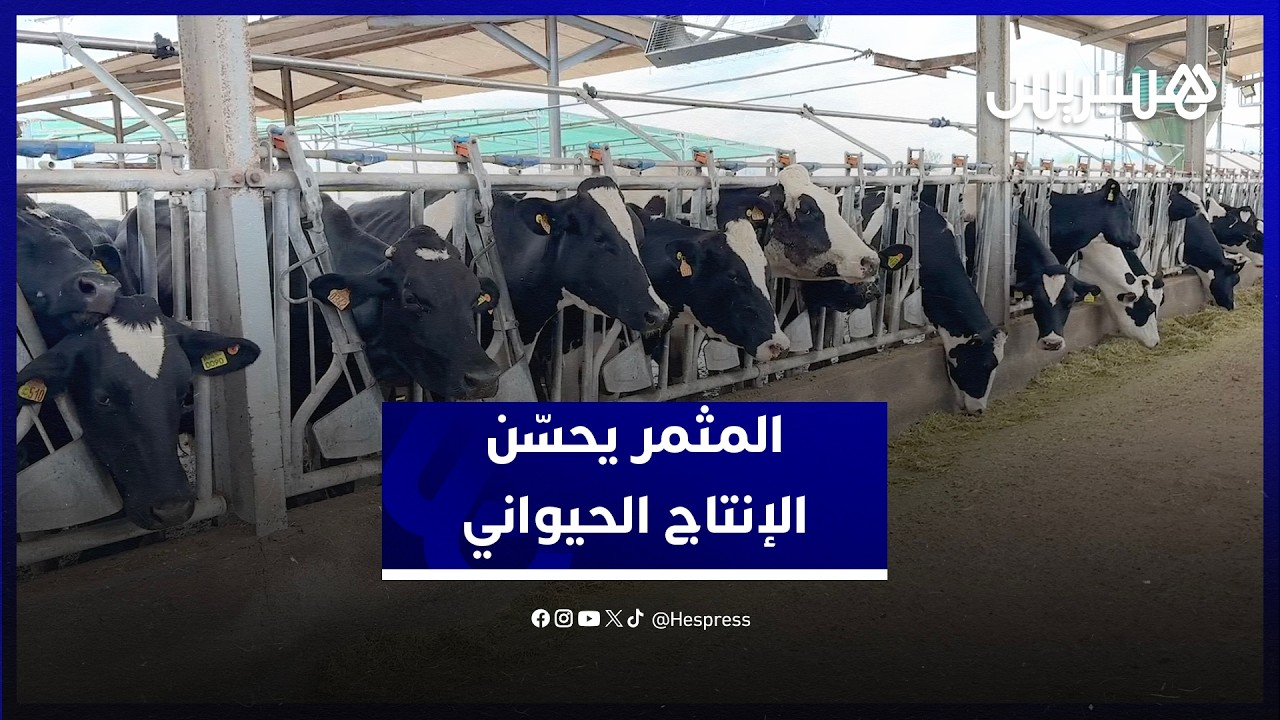 المثمر  يحسن الإنتاج الحيواني لآلاف مربي الماشية بالمغرب.. تكامل فلاحي واستدامة وتنافسية