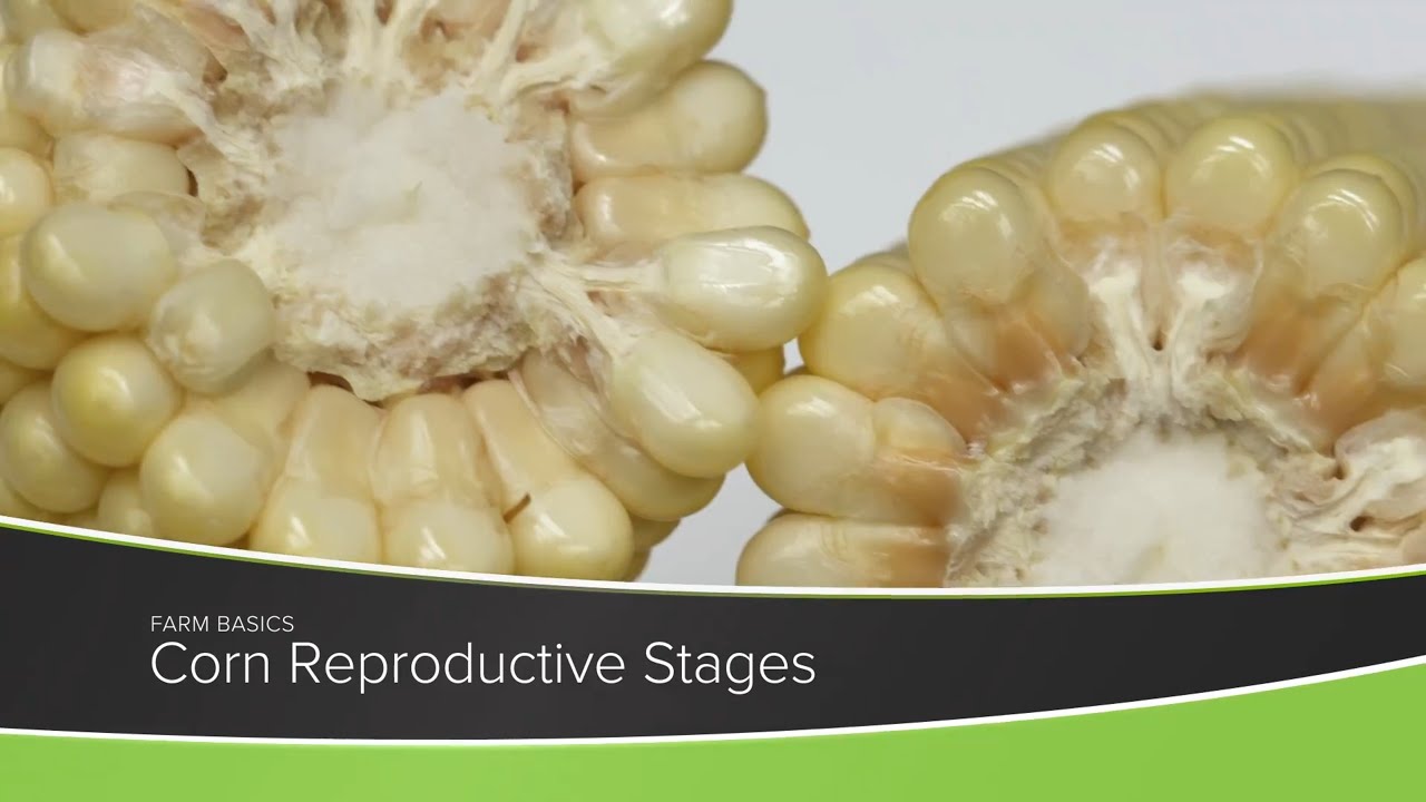 Farm Basics #1215 Corn Reproductive Stages (Air Date 7-18-21)