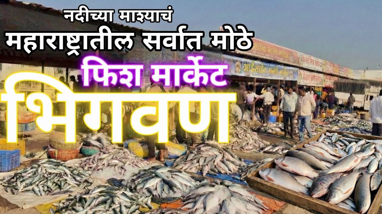 महाराष्ट्रातील सर्वात मोठे गोड्या पाण्यातील माश्यांचं मार्केट - भिगवण. माश्यांचा लिलाव.| Fish market