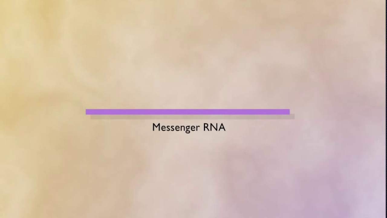 cDNA  Complementary DNA HD Animation