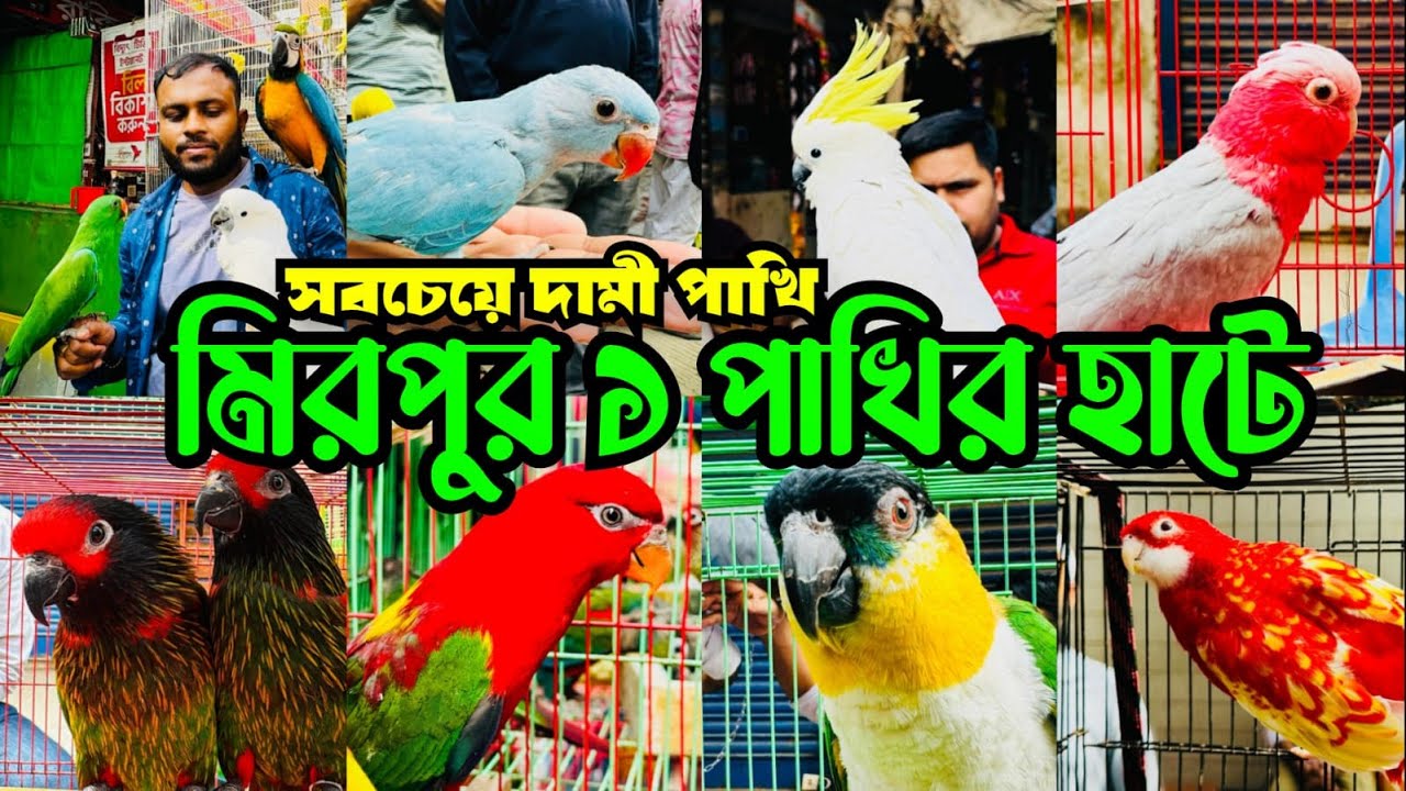 সবচেয়ে দা'মী পাখি আসে মিরপুর ১ পাখির হাটে | Mirpur 1 Pakhir Hat #viral @MurshedPets