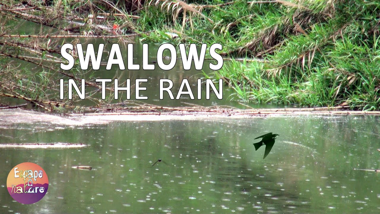Swallows flying on the lake - Lovely Spring sounds of swallows soft rain & thunder - Nature sounds