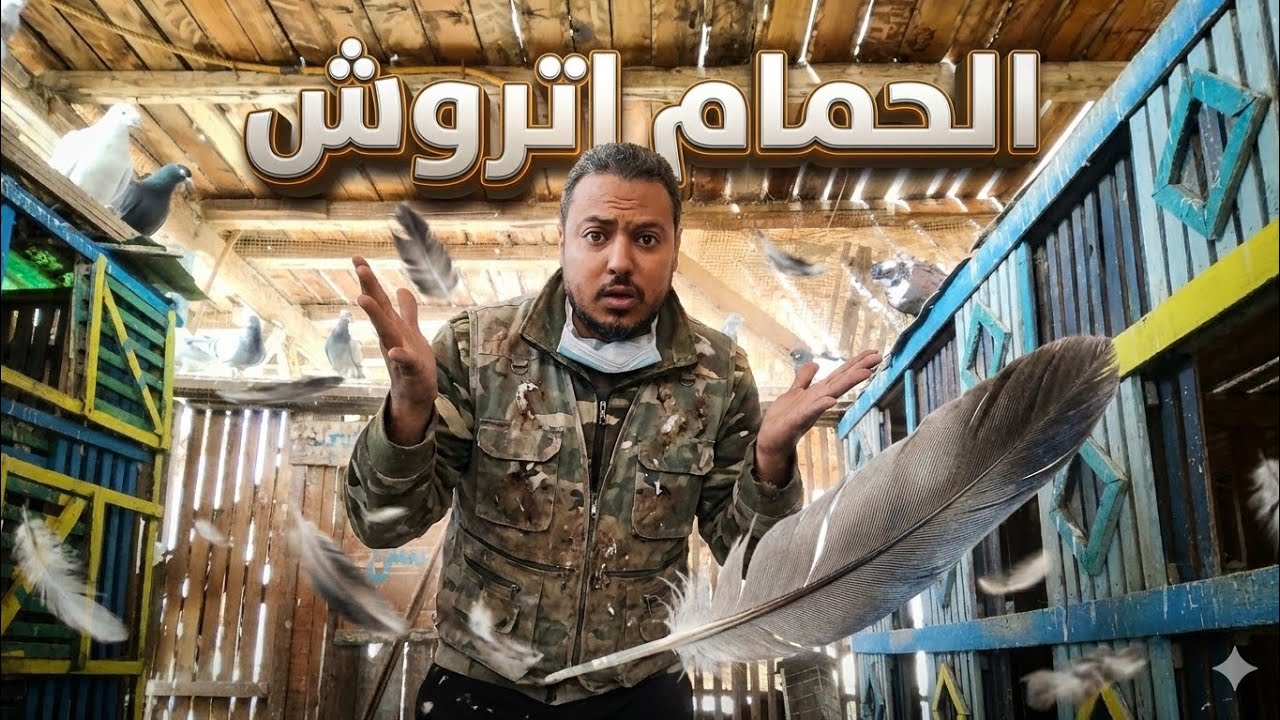 #الروشه دخلت عندى🤦🏻وفزعت الزغاليل 💯 يوم غريب جدا😱#pigeon 