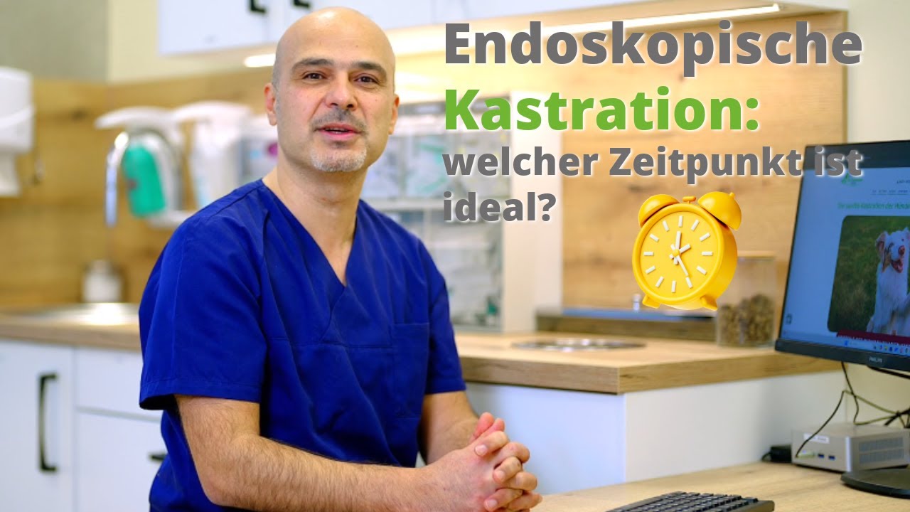Wann ist der richtige Zeitpunkt für eine endoskopische Kastration?
