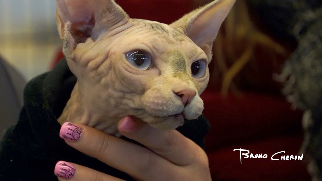 Canadian Sphynx, Maine Coon - WorldCats Show-2020 Genova