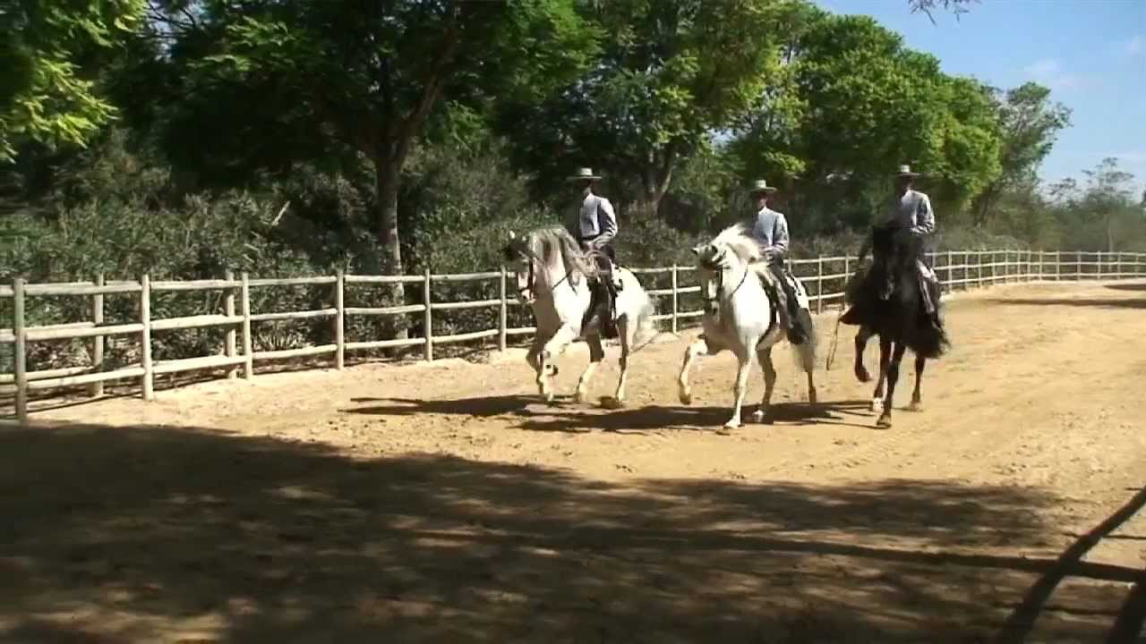 YEGUADA DE LA CARTUJA - HIERRO DEL BOCADO