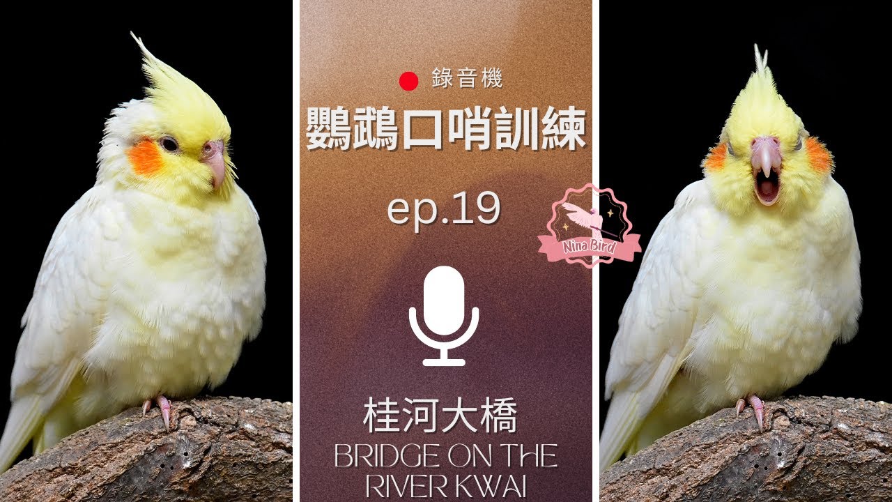 桂河大橋 Bridge on the River Kwai - 鸚鵡錄音機 鸚鵡口哨訓練 小雞網課 Parrot Whistle Training - ep19 (玄鳳鸚鵡唱歌練習推薦)