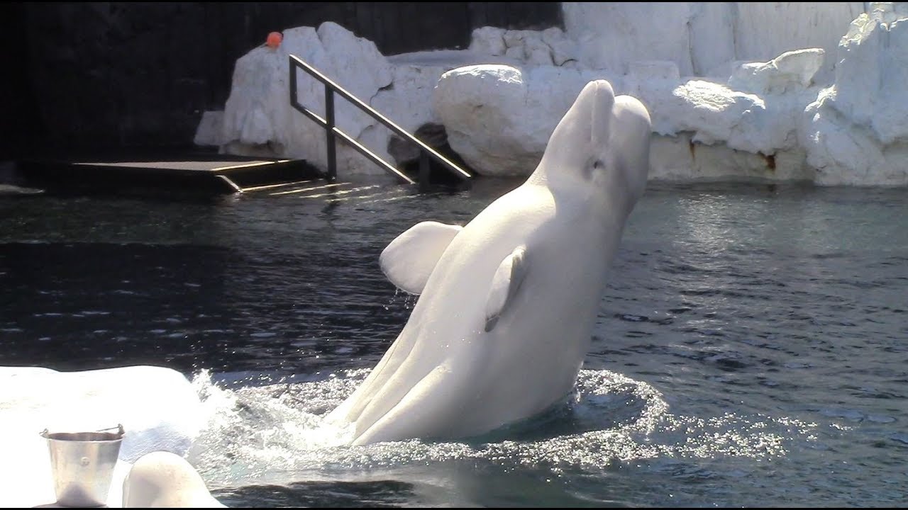 Beluga Care & Conservation Inside Look at SeaWorld San Diego (9/16/18)