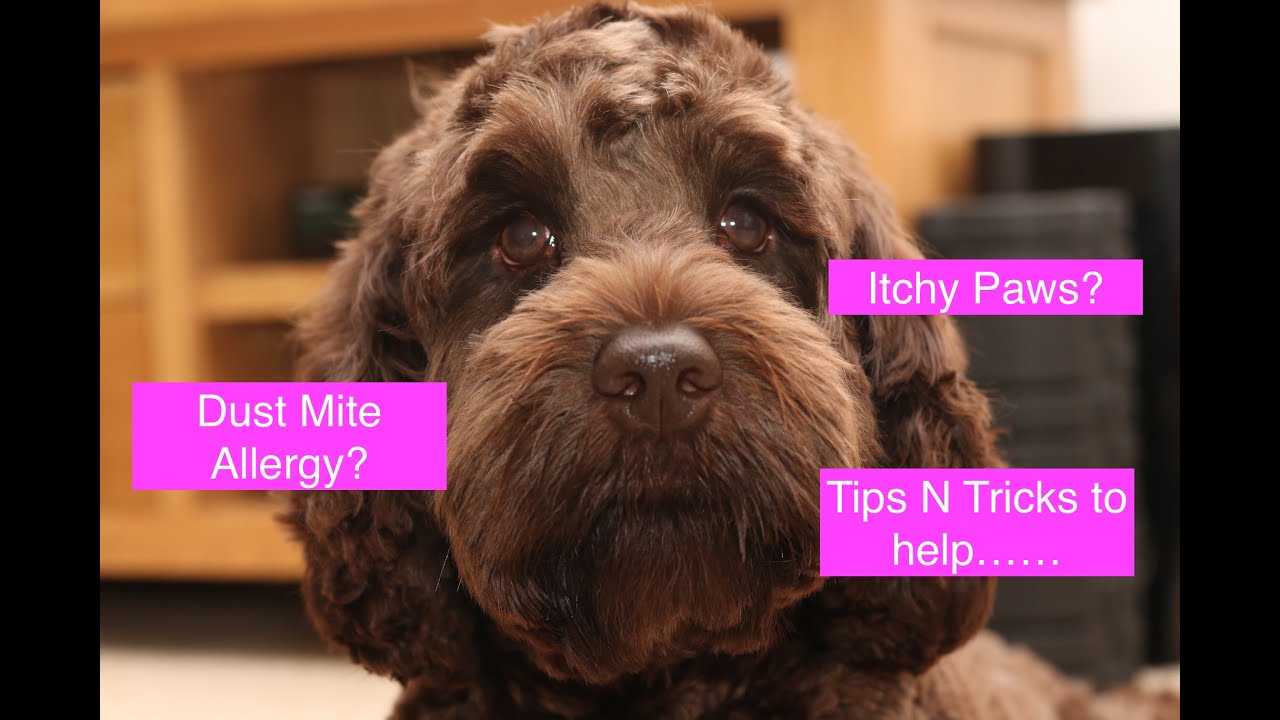 How to help Dogs with Dust Mite Allergies