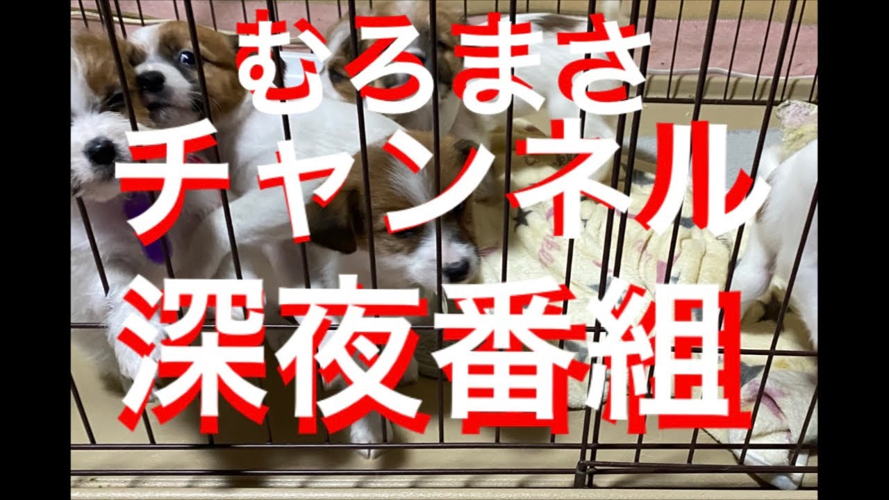 🩷1月25日🩷【全世界へ配信します】　#癒し #かわいい #犬 #トイプードル #ジャックラッセルテリア