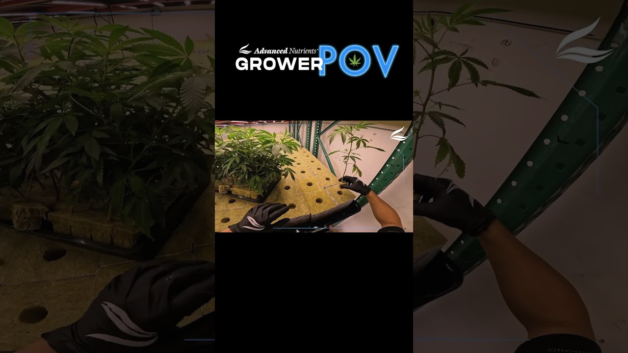 Grower POV: Soaking the Blocks #shorts