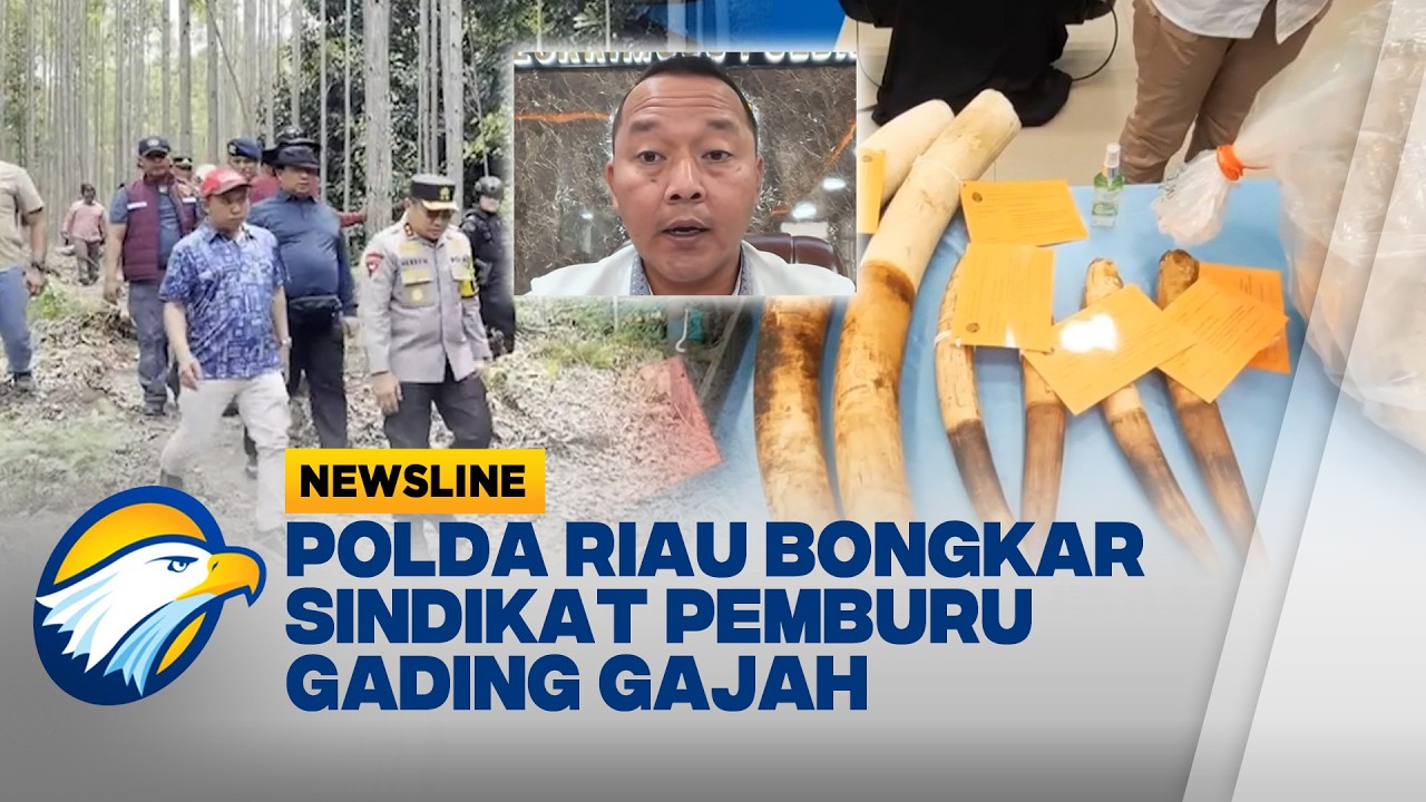 [FULL] Dialog - Beraksi Sejak 2024, Sindikat Pemburu Gajah Sumatera Diringkus Polda Riau [Newsline]