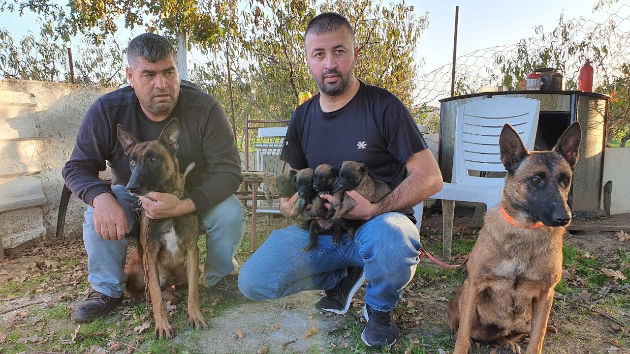 İŞİN EHLİ İLE  DOBERMAN BELÇİKA KURDU VE KANGAL SOHBETİ YAPTIK MEŞHUR DEMİRTAŞ LI TEZCAN ABİ