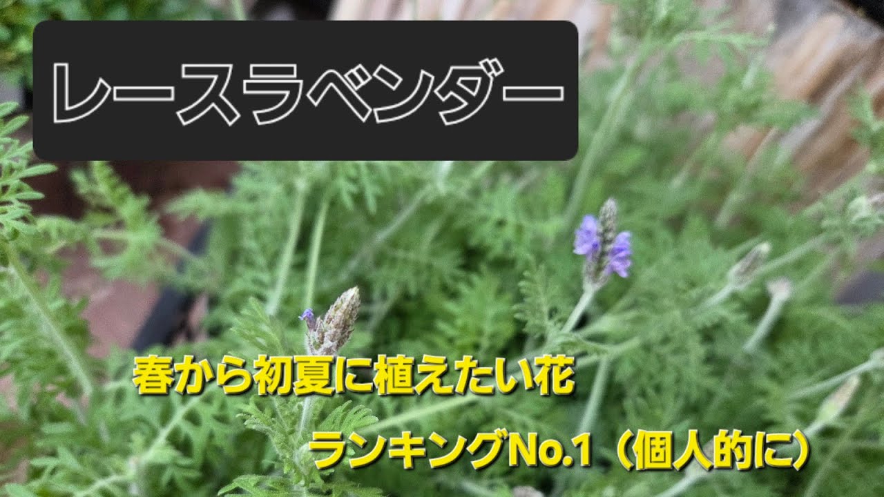 レースラベンダーの育て方解説　非常に長期に楽しめる花おすすめ度Maxの限界突破　高温多湿を嫌うのでそこを注意しましょう