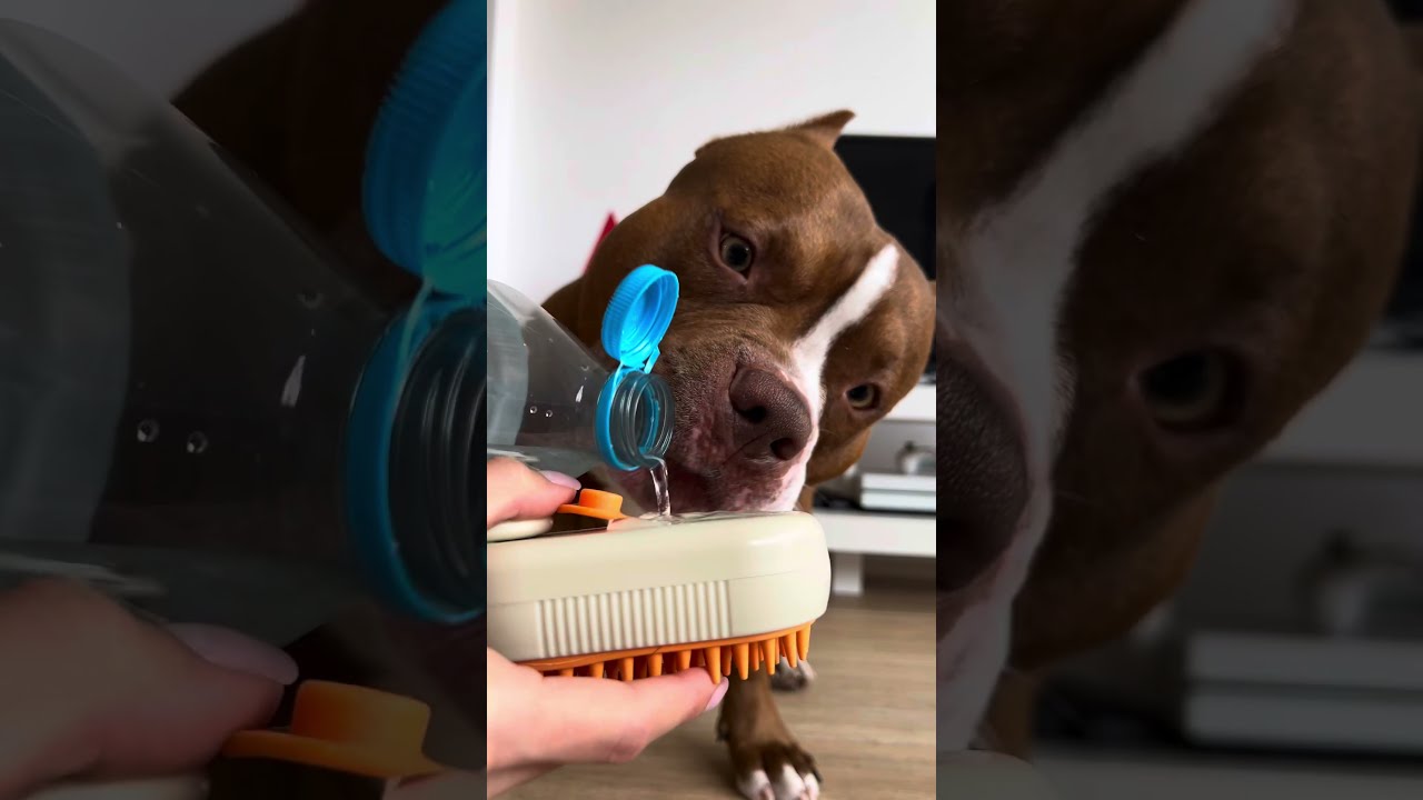 Dog’s rainy morning routine