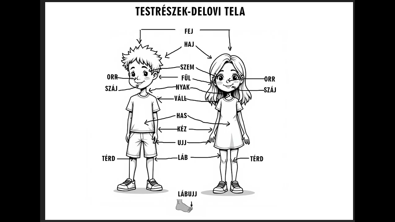 Lekcija mađarskog jezika: testr&eacute;szek-delovi tela