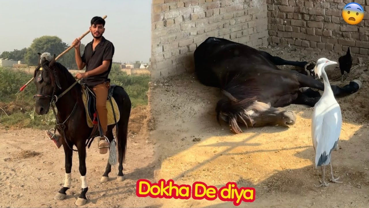 TIRAZ NY DOKHA DE DIYA😨