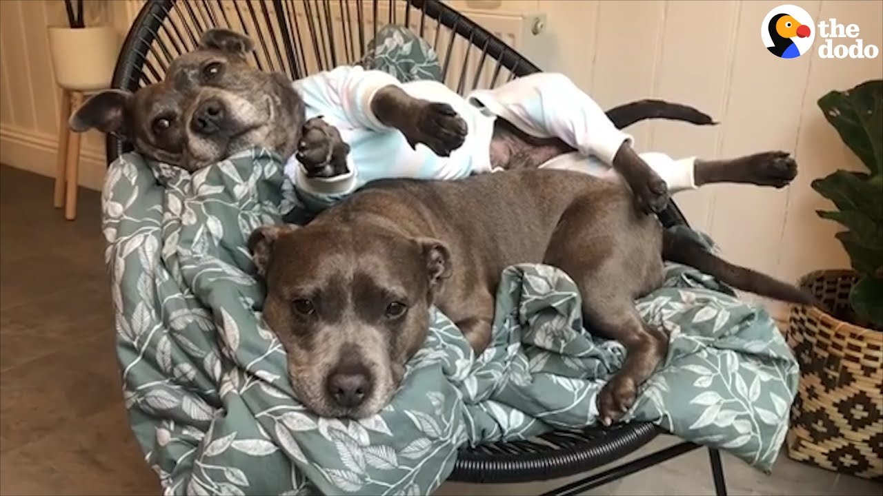 Very Spoiled Pit Bulls Deserve All The Love They Get  | The Dodo