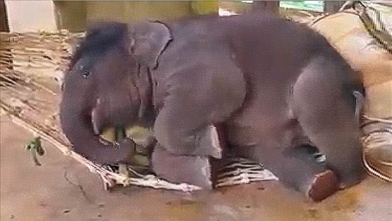 25 Baby Elephants Doing the Funniest Things — OUR OFFICIAL Elephant Comedy Ranking™