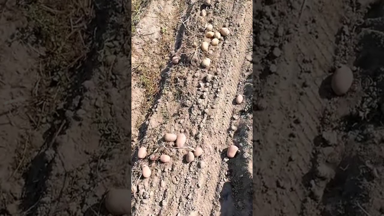 Копаем  картошку мотоблоком 