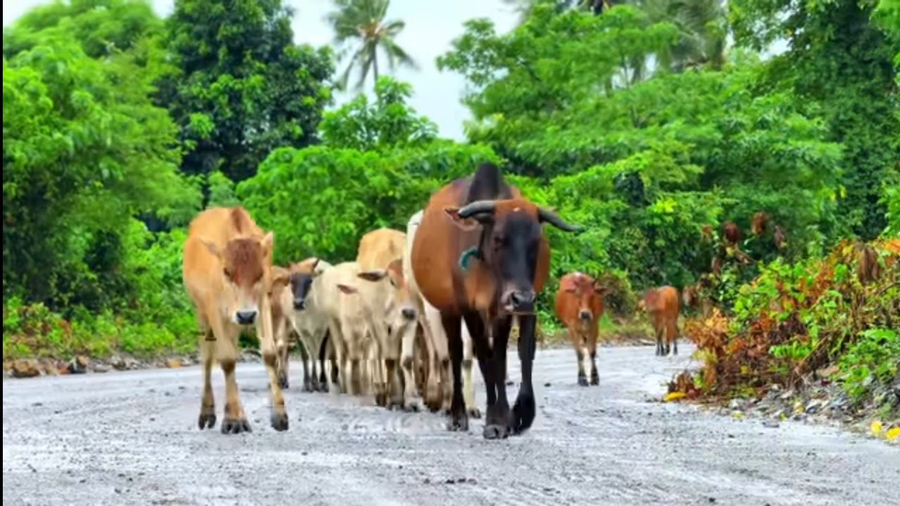 Kumpulan sapi jinak sedang memakan rumput di ladang hijau, Suara sapi Moo