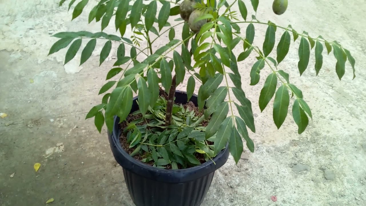 Perawatan Tabulampot Kedondong Mini                               #kebunzuhdhan #kedondongmini