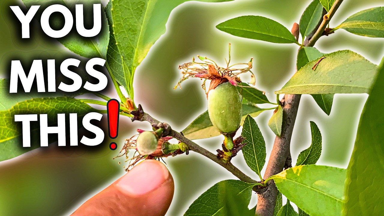 Peach Trees Need This When Fruits Start Growing! (Usually Missed)