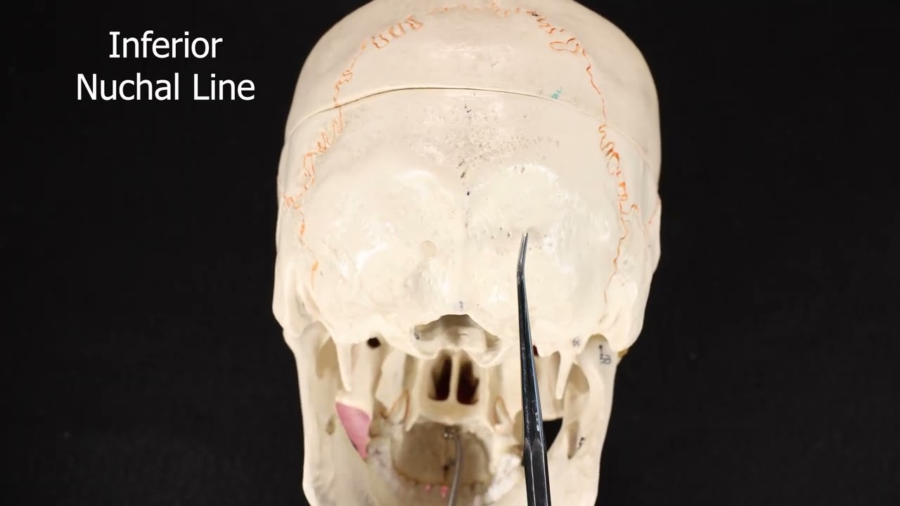 Occipital Bone #skullanatomy