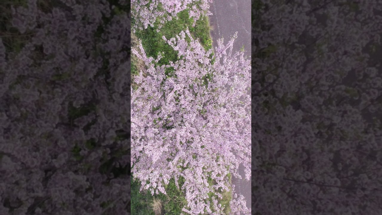 Healing Music & Calming Visuals | Relax Deeply in a Peaceful Moment