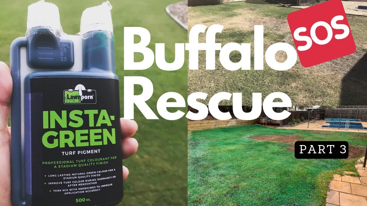 Buffalo Rescue Part 3