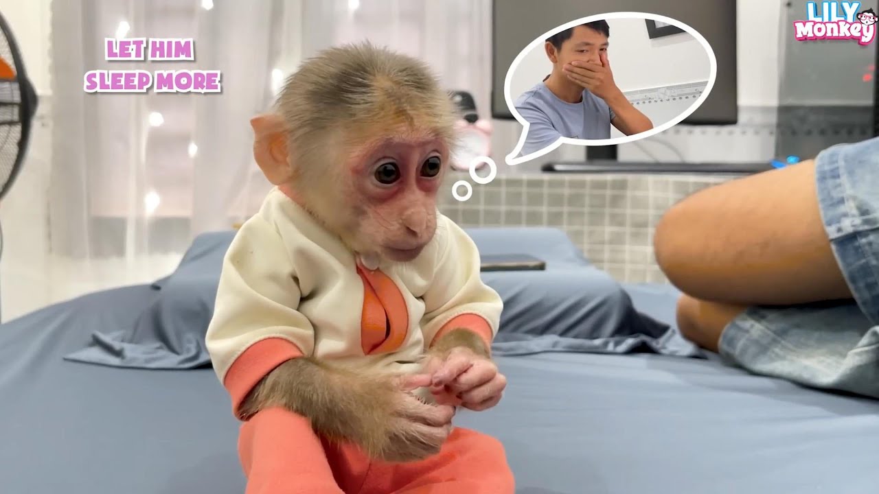 How did monkey Lily react when her dad stayed up late working? | Lily's story