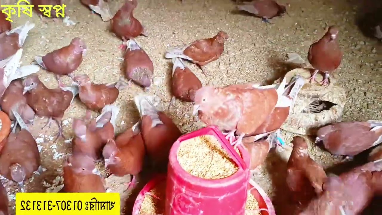 কোকা কবুতর রাজশাহী দুর্গাপুর অরজিনাল কোকা কবুতর || খামারি ০১৩০৭-৩১৩১৩২