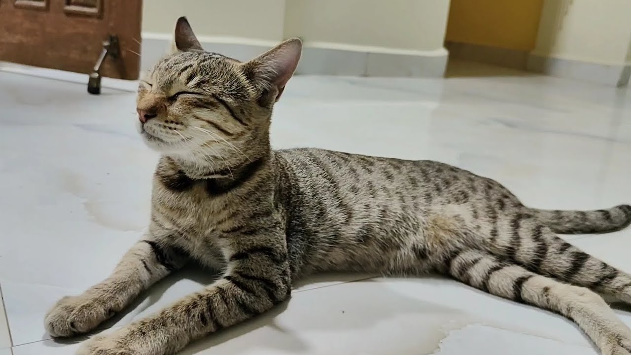 Cute cat 😺 | new cat video | cute cat video 