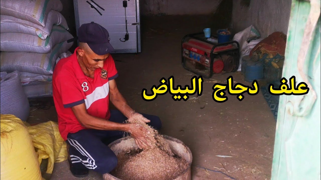 تربية دجاج العلف المساء لدجاج  كفاش تقوي دجاج على البيض اعشاب.... نصائح