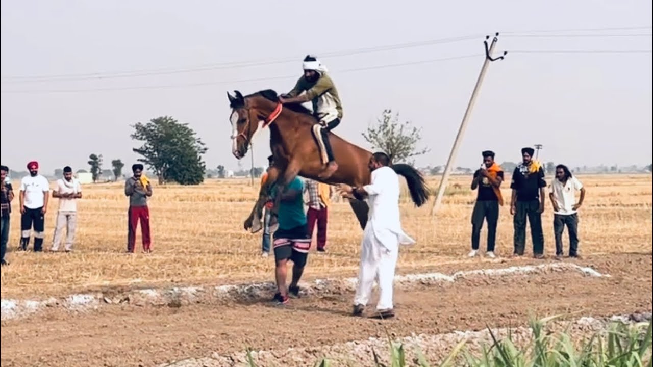 🔴LIVE -HORSE RACE BAHER (BASSI PATHANA) #horseriding horseracing  FULL VIDEO 6-05-2022