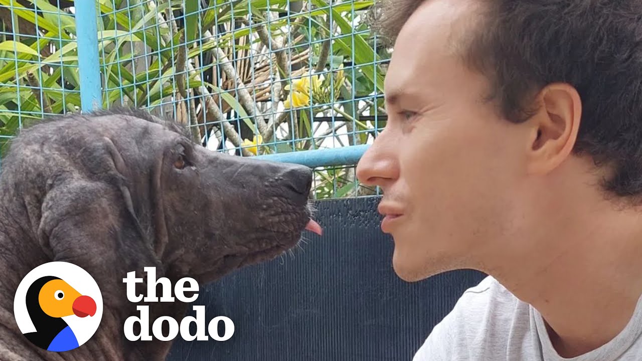 Собака, которая &laquo;превратилась в камень&raquo;, теперь неузнаваема | The Dodo